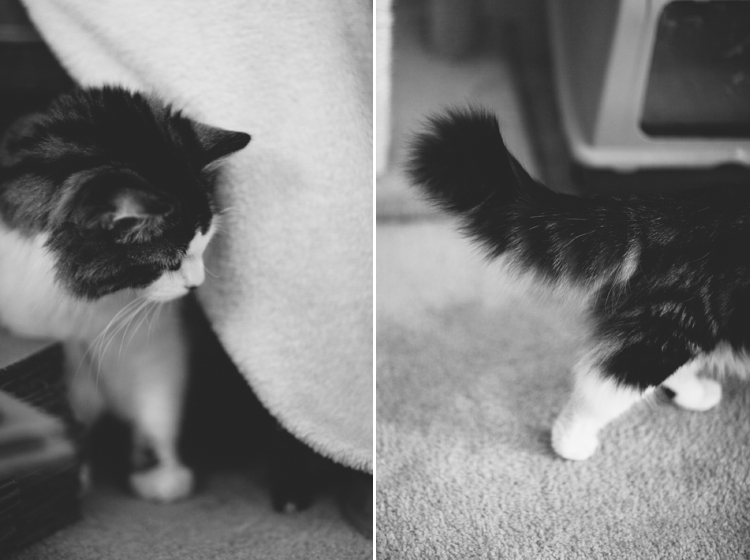 Cooper-Penny-kitties-cats_0003.jpg