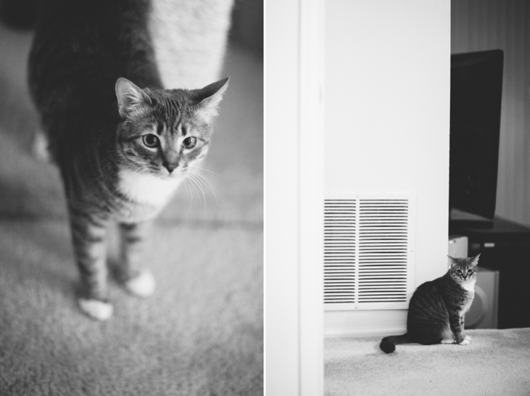 Cooper-Penny-kitties-cats_0004.jpg