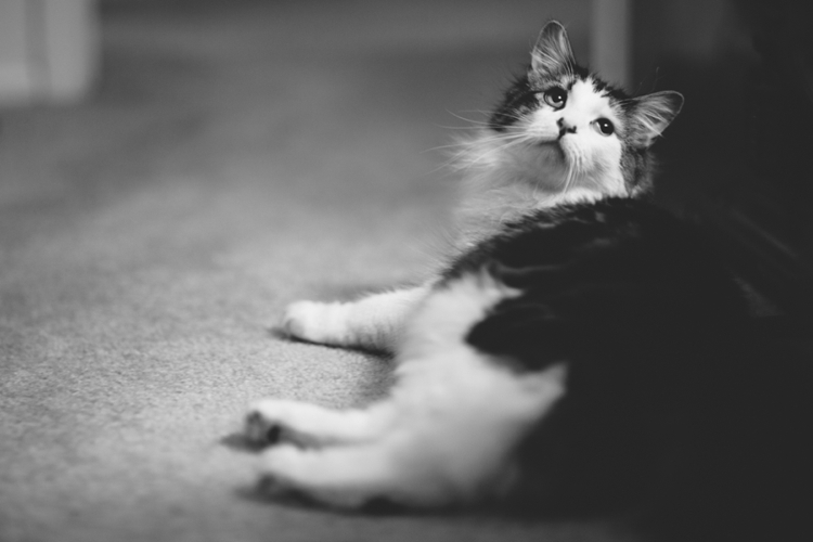 Cooper-Penny-kitties-cats_0005.jpg