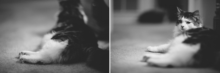 Cooper-Penny-kitties-cats_0008.jpg