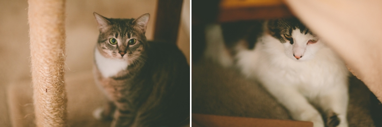 Cooper-Penny-kitties-cats_0010.jpg