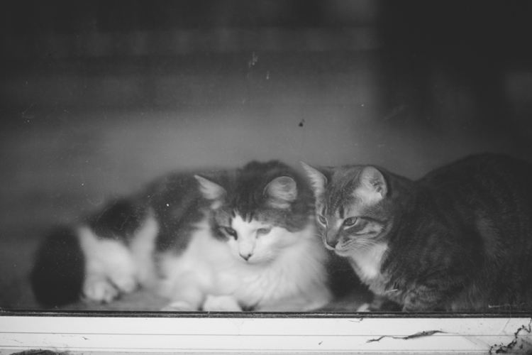 Cooper-Penny-kitties-cats_0016.jpg